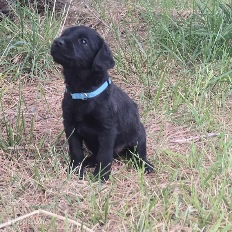 Bluey – Labradoodle puppy for sale in Sutherland, NE