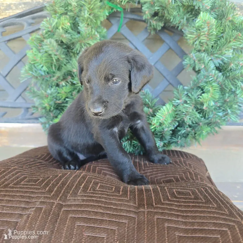 Bluey – Labradoodle puppy for sale in Sutherland, NE