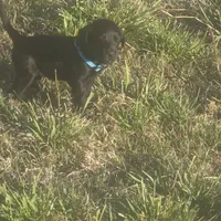 Bluey, a female Labradoodle for sale in Sutherland, NE – Photo 4 of 5