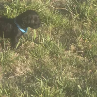 Bluey, a female Labradoodle for sale in Sutherland, NE – Photo 3 of 5