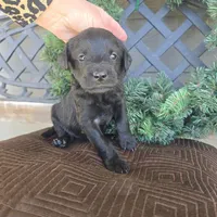 Bluey, a female Labradoodle for sale in Sutherland, NE – Photo 2 of 5