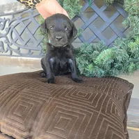 Bluey, a female Labradoodle for sale in Sutherland, NE – Photo 5 of 5