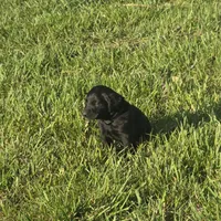 Rusty, a male Labradoodle for sale in Sutherland, NE – Photo 2 of 5