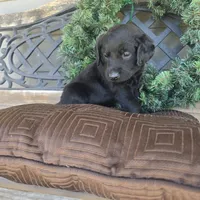 Rusty, a male Labradoodle for sale in Sutherland, NE – Photo 3 of 5