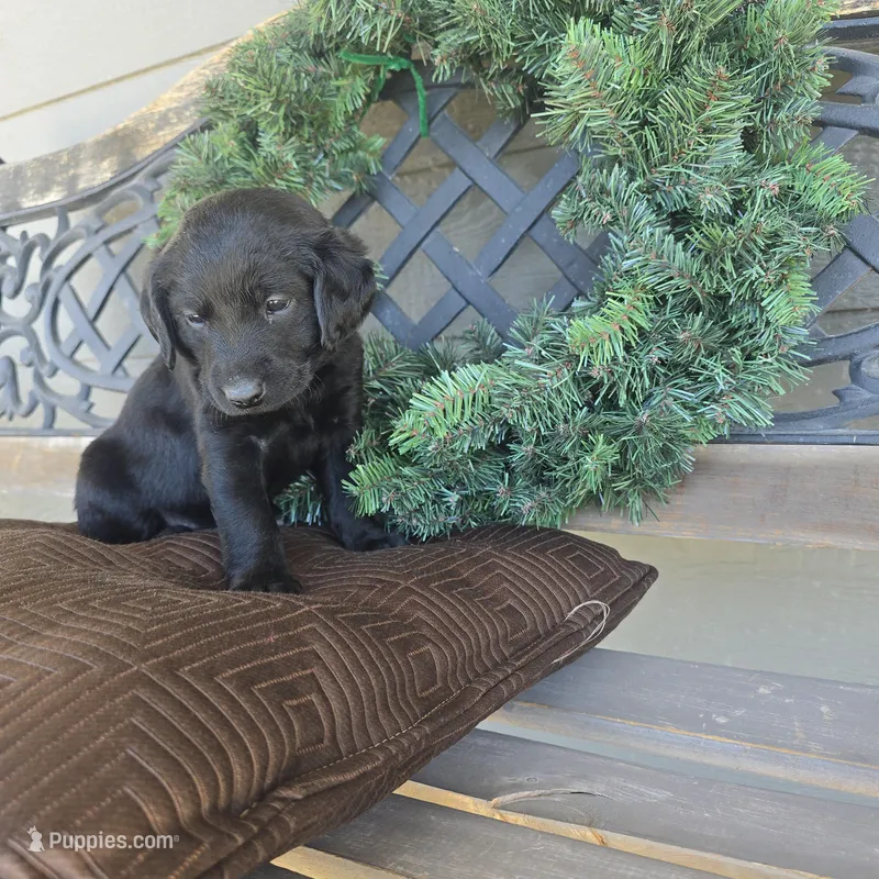 Rusty – Labradoodle puppy for sale in Sutherland, NE