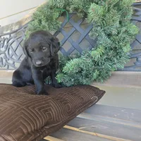 Rusty, a male Labradoodle for sale in Sutherland, NE – Photo 1 of 5