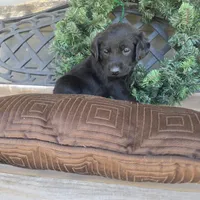 Rusty, a male Labradoodle for sale in Sutherland, NE – Photo 5 of 5
