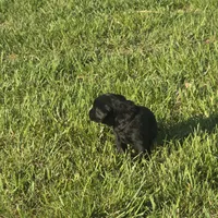 Rusty, a male Labradoodle for sale in Sutherland, NE – Photo 4 of 5