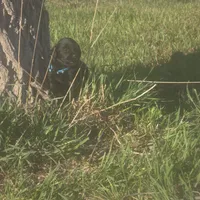 Buddy, a male Labradoodle for sale in Sutherland, NE – Photo 2 of 5