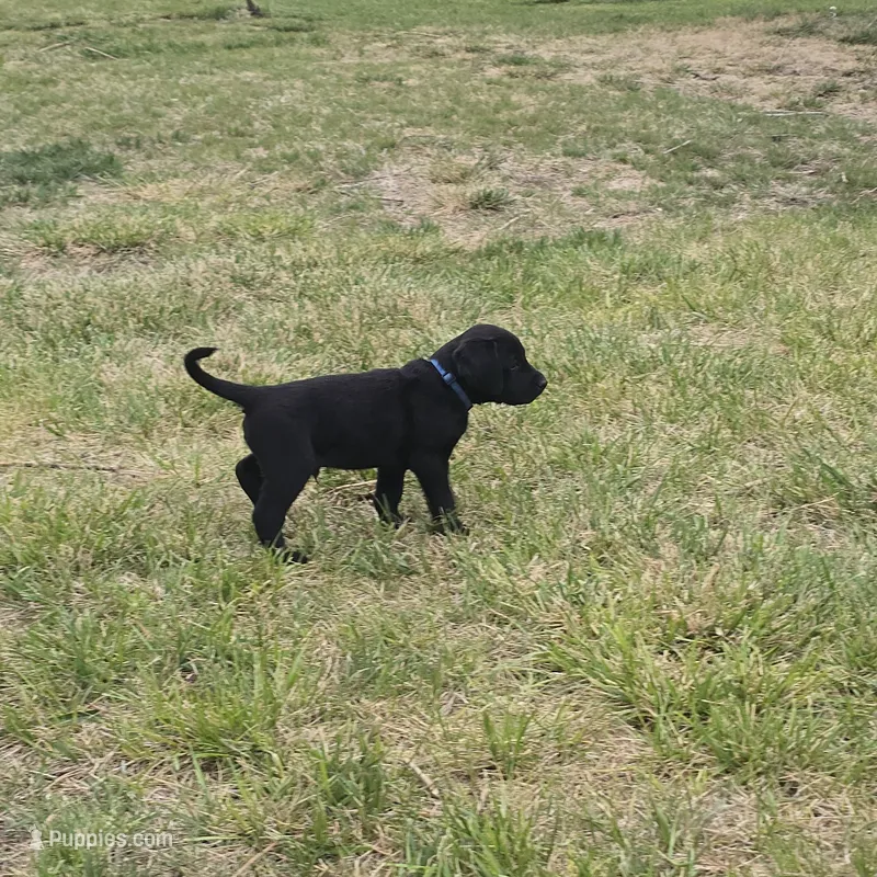 Buddy – Labradoodle puppy for sale in Sutherland, NE