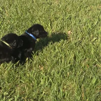 Buddy, a male Labradoodle for sale in Sutherland, NE – Photo 4 of 5