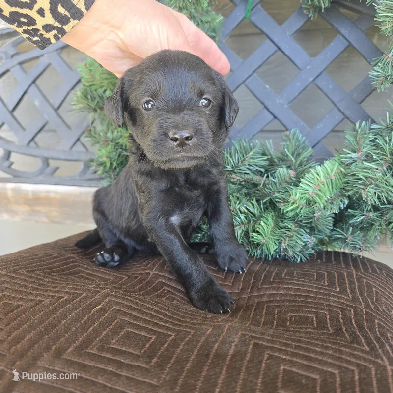 Buddy – Labradoodle puppy for sale in Sutherland, NE