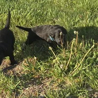 Buddy, a male Labradoodle for sale in Sutherland, NE – Photo 3 of 5