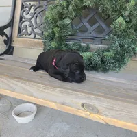 Muffin, a female Labradoodle for sale in Sutherland, NE – Photo 4 of 5