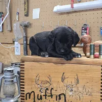 Muffin, a female Labradoodle for sale in Sutherland, NE – Photo 3 of 5