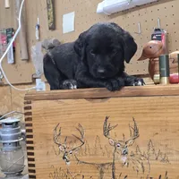 Muffin, a female Labradoodle for sale in Sutherland, NE – Photo 2 of 5