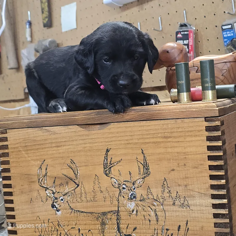 Muffin – Labradoodle puppy for sale in Sutherland, NE