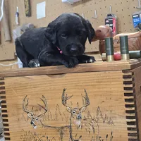 Muffin, a female Labradoodle for sale in Sutherland, NE – Photo 1 of 5