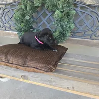 Muffin, a female Labradoodle for sale in Sutherland, NE – Photo 5 of 5