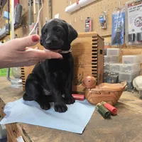 Hercules , a male Labradoodle for sale in Sutherland, NE – Photo 2 of 4