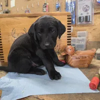 Hercules , a male Labradoodle for sale in Sutherland, NE – Photo 1 of 4