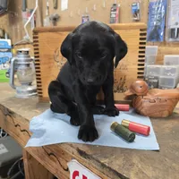 Hercules , a male Labradoodle for sale in Sutherland, NE – Photo 3 of 4