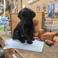 Hercules , a male Labradoodle for sale in Sutherland, NE – Photo 4 of 4
