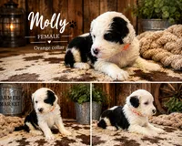 Molly, a female Old English Sheepdog and Sheepadoodle for sale in Tryon, OK – 1 of 2