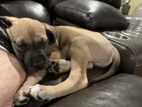Rufus, a male Great Dane for sale in Tryon, OK – 2 of 4
