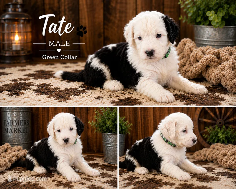 Tate – Old English Sheepdog, Sheepadoodle puppy for sale in Tryon, OK