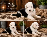Tate, a male Old English Sheepdog and Sheepadoodle for sale in Tryon, OK – 1 of 2