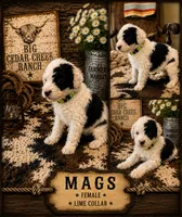 Mags, a female Old English Sheepdog and Sheepadoodle for sale in Tryon, OK – 1 of 2