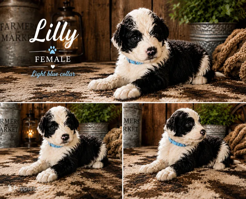 Lilly – Old English Sheepdog, Sheepadoodle puppy for sale in Tryon, OK