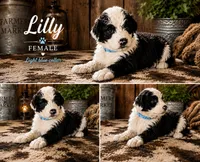 Lilly, a female Old English Sheepdog and Sheepadoodle for sale in Tryon, OK – 1 of 2