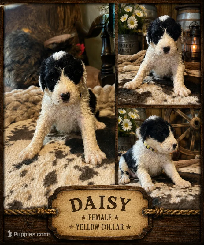 Daisy  – Old English Sheepdog, Sheepadoodle puppy for sale in Tryon, OK