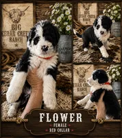 Flower, a female Old English Sheepdog and Sheepadoodle for sale in Tryon, OK – 1 of 2
