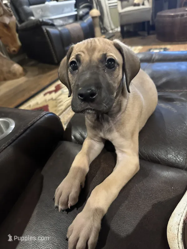 Rufus – Great Dane puppy for sale in Tryon, OK