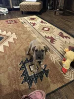 Rufus, a male Great Dane for sale in Tryon, OK – 4 of 4