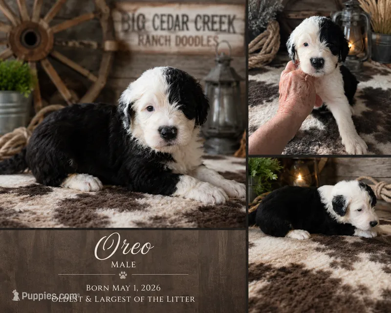 Oreo – Old English Sheepdog, Sheepadoodle puppy for sale in Tryon, OK