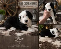 Oreo, a male Old English Sheepdog and Sheepadoodle for sale in Tryon, OK – 1 of 1