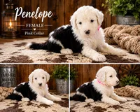 Penelope, a female Old English Sheepdog and Sheepadoodle for sale in Tryon, OK – 1 of 2