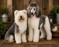 Monroe, a female Old English Sheepdog and Sheepadoodle for sale in Tryon, OK – 2 of 2
