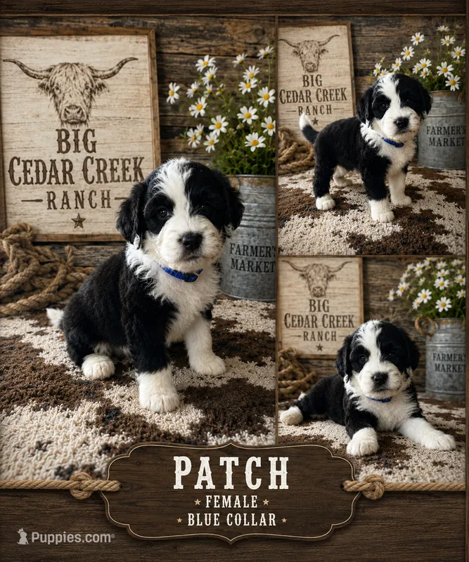 Patch – Old English Sheepdog, Sheepadoodle puppy for sale in Tryon, OK