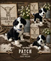 Patch, a male Old English Sheepdog and Sheepadoodle for sale in Tryon, OK – 1 of 2