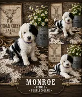 Monroe, a female Old English Sheepdog and Sheepadoodle for sale in Tryon, OK – 1 of 2