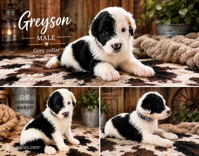 Greyson – Old English Sheepdog, Sheepadoodle puppy for sale in Tryon, OK