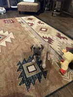 Rufus, a male Great Dane for sale in Tryon, OK – 3 of 4