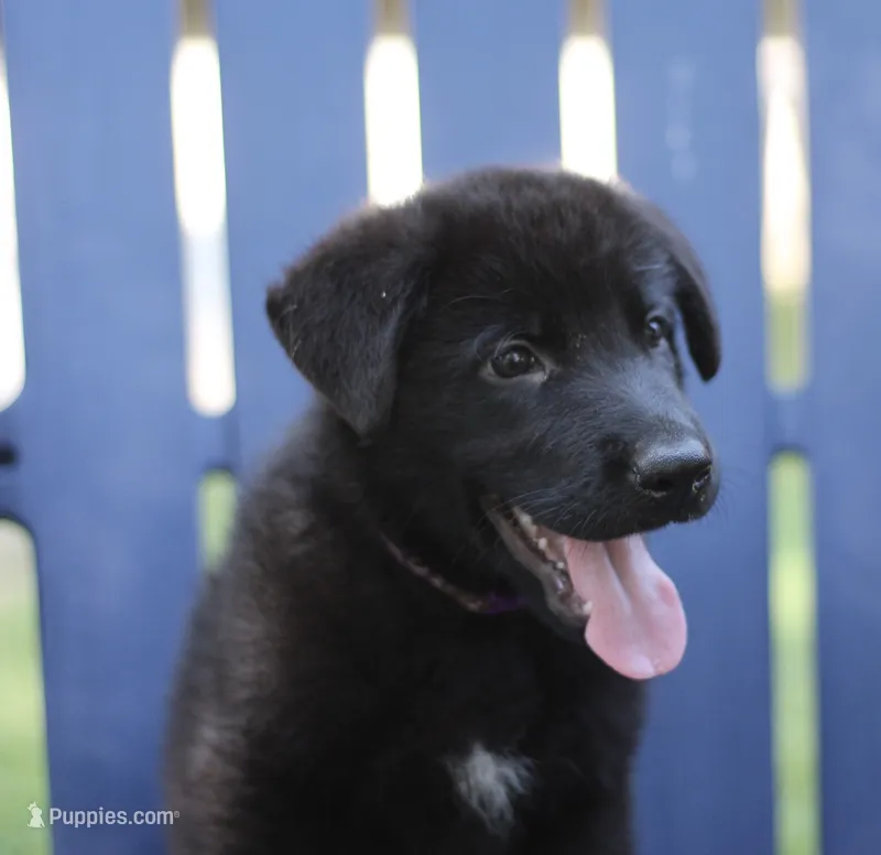 Purple  – German Shepherd Dog puppy for sale in Madison, MS