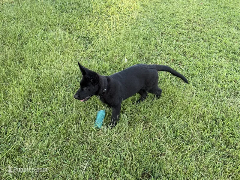 Black Green – German Shepherd Dog puppy for sale in Madison, MS