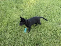 Black Green, a female German Shepherd Dog for sale in Madison, MS – 1 of 2
